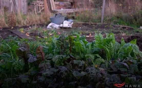 How to Keep a Gardening Journal for Better Results Easily